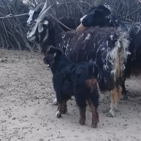 owlakly geçi we gysyr geçi