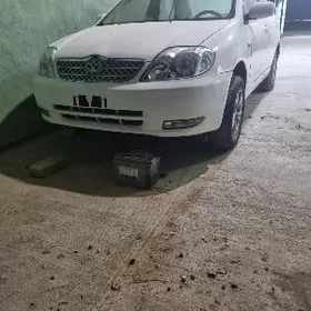 Haliji corolla morda