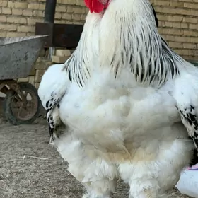 Brama swetli Брата светли