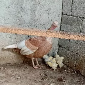 induk owgan juije brama