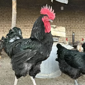 Djersi gigant гигант