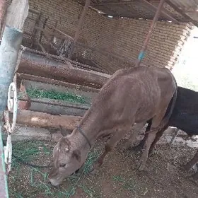 окуз гклажын