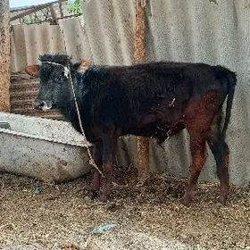 сатлык окиз