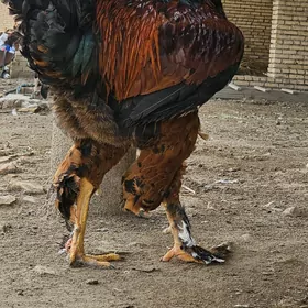 Gyzyl Brama брама красный