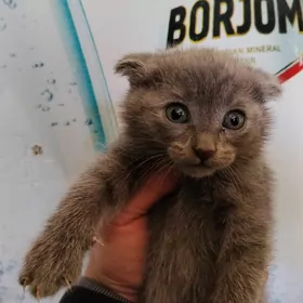 Шотландский вислоухий котёнок