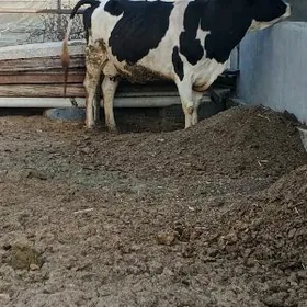 Galisteyin boğaz sygyr