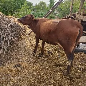 Голели сыгыр