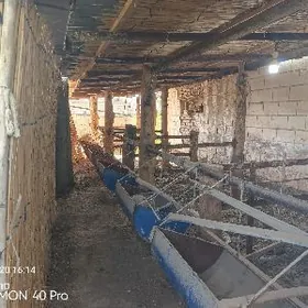 mal, towuk, it ýatak