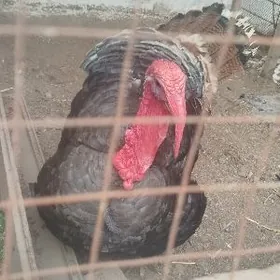 еркек Индюк