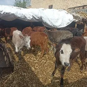 öküzçe tüwe öküz göle