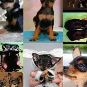 щенки русский той терьер gujuk