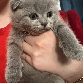 Scottish fold