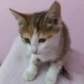 отдам хорошим людям,бесплатно!