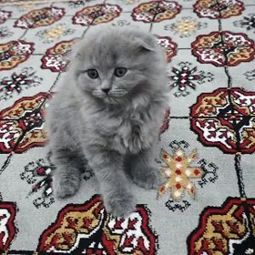 котёнок вислоухий pişik yatyk