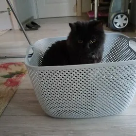 кот персидской породы