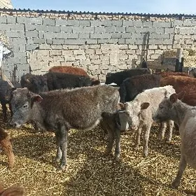 öküzçe tüwe öküz göle