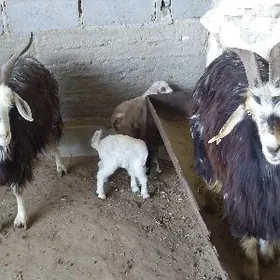 Körpece owlakly geçi 2 sany