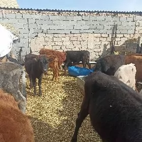 öküzçe tüwe ökuüz göle