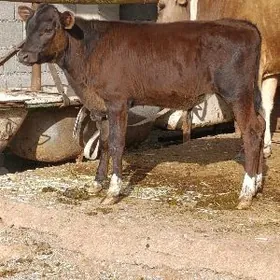 arginal cornypiostr tohum okuz