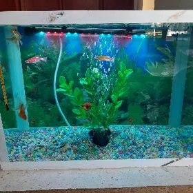 Akwaryum
