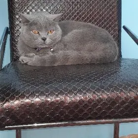 Britanskiy gyz pisik ady Muiza