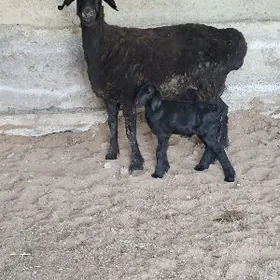 GİSARY GUZLY GOŸUN