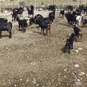 овлакли гечи 6 сани