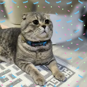 Парода Шотландский вислоухие.