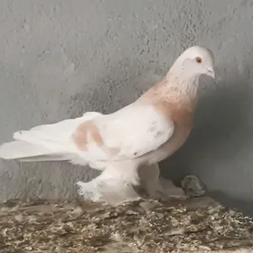 zoltyagaran erkek kepderi