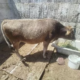 şwes sygyr gysyr sygyr