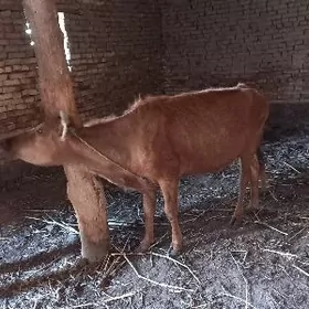 gachar mal guzlamadyk