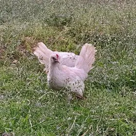 Serama Karlik Jüýje