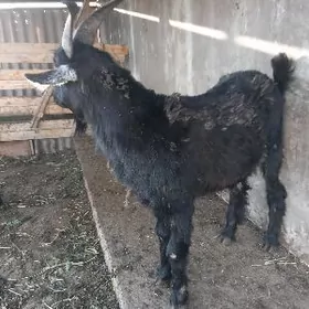 erkeç, çewiş, dog