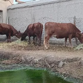 ÄPET.ULY YETIK BOGAZLAR SÜỲDLI