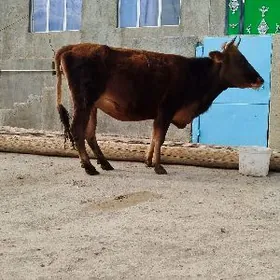 Tohum suýytlyagyr  sygyr