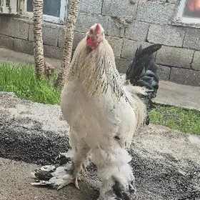 Brama original tohum