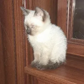 siyamskiy oglan pisik