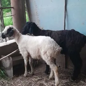 bicilen semiz goclar