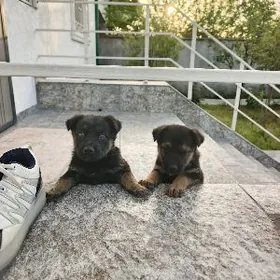 Awçarka güjükleri BEO.