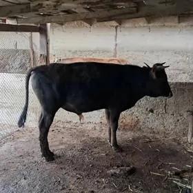 Satlyk sygye we okuz