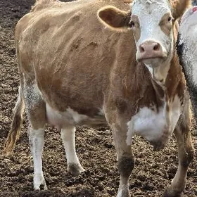 sagymçy çopan gerek