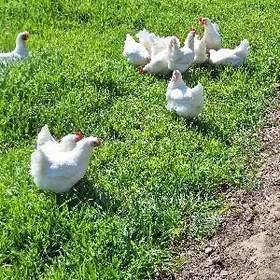 TOUKLAÑ ADY NIK BYRAWUN