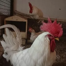 Леггорн товук хораз