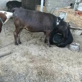 Bakylan.aynBakylan sygyr