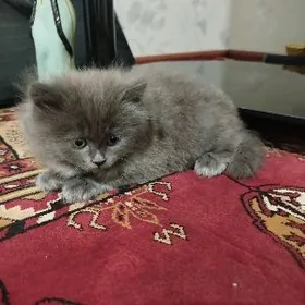 котёнок пишик чага