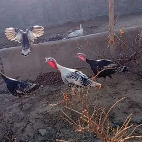 Induk    Brama et towuk