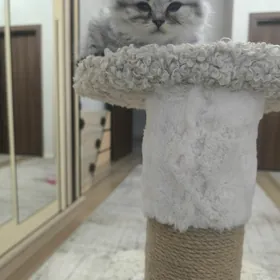 Домашние животные