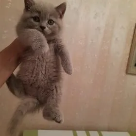 чистокровный лиловый катенок