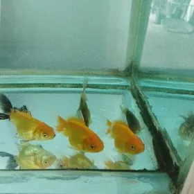 золотые рыбки
