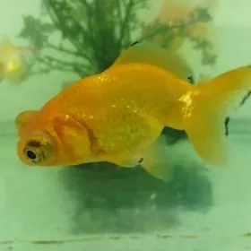 золотые рыбки